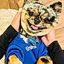 black_fur, blue_sweater, collar, cute, dog, dog_tag, domestic_animal, fluffy, hands, indoor, pet, portrait, puppy, sitting, small_dog, smiling, tan_fur, tongue_out, white_fur, wooden_floor