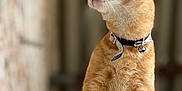 Rio a rejoint le concours — aidez-le/la à gagner de superbes lots ! alert, animal, blurred_background, cat, collar, cute, domestic_cat, ears, feline, fur, looking_away, orange_tabby, outdoor, pet, portrait, side_view, sitting, texture, wall, whiskers
