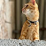 alert, animal, blurred_background, cat, collar, cute, domestic_cat, ears, feline, fur, looking_away, orange_tabby, outdoor, pet, portrait, side_view, sitting, texture, wall, whiskers