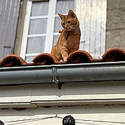 Rio participe au concours pour gagner de l'argent avec cette photo : animal, architecture, bell, building, cat, collar, curious, daylight, domestic, feline, gutter, orange_tabby, outdoor, pet, roof, shutters, sunlight, terracotta_tiles, wall, window