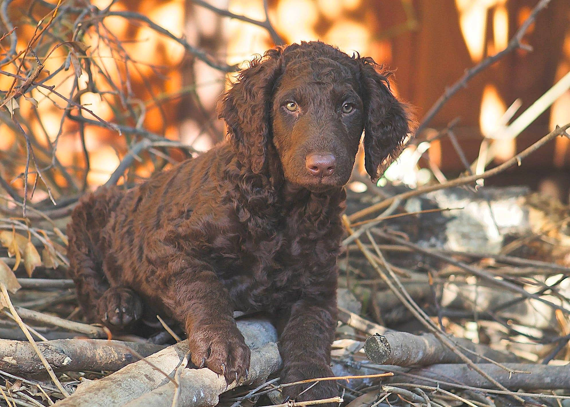Remington joined the competition — help win amazing prizes! brown, canidae, carnivore, companion_dog, dog, dog_breed, fawn, gun_dog, liver, mammal, murray_river_curly_coated_retriever, non_sporting_group, snout, spaniel, sporting_group, twig, water_dog, working_animal, working_dog