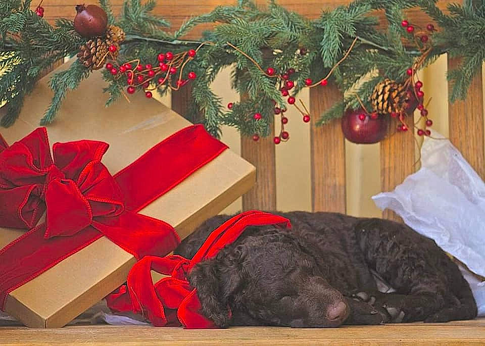 Remington is registered to the contest to win money with this photo: canidae, carnivore, christmas, christmas_decoration, christmas_ornament, companion_dog, conifer, dog, dog_breed, fur, gift_wrapping, holiday, holiday_ornament, natural_material, ornament, pine_family, present, red, ribbon, sporting_group