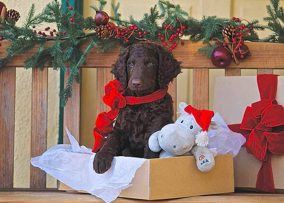 Remington joined the competition — help win amazing prizes! canidae, carnivore, christmas, christmas_decoration, christmas_ornament, companion_dog, conifer, dog, dog_breed, dog_supply, gun_dog, holiday, laminate_flooring, pet_supply, sporting_group, stuffed_toy, toy, wood_flooring, working_animal, working_dog