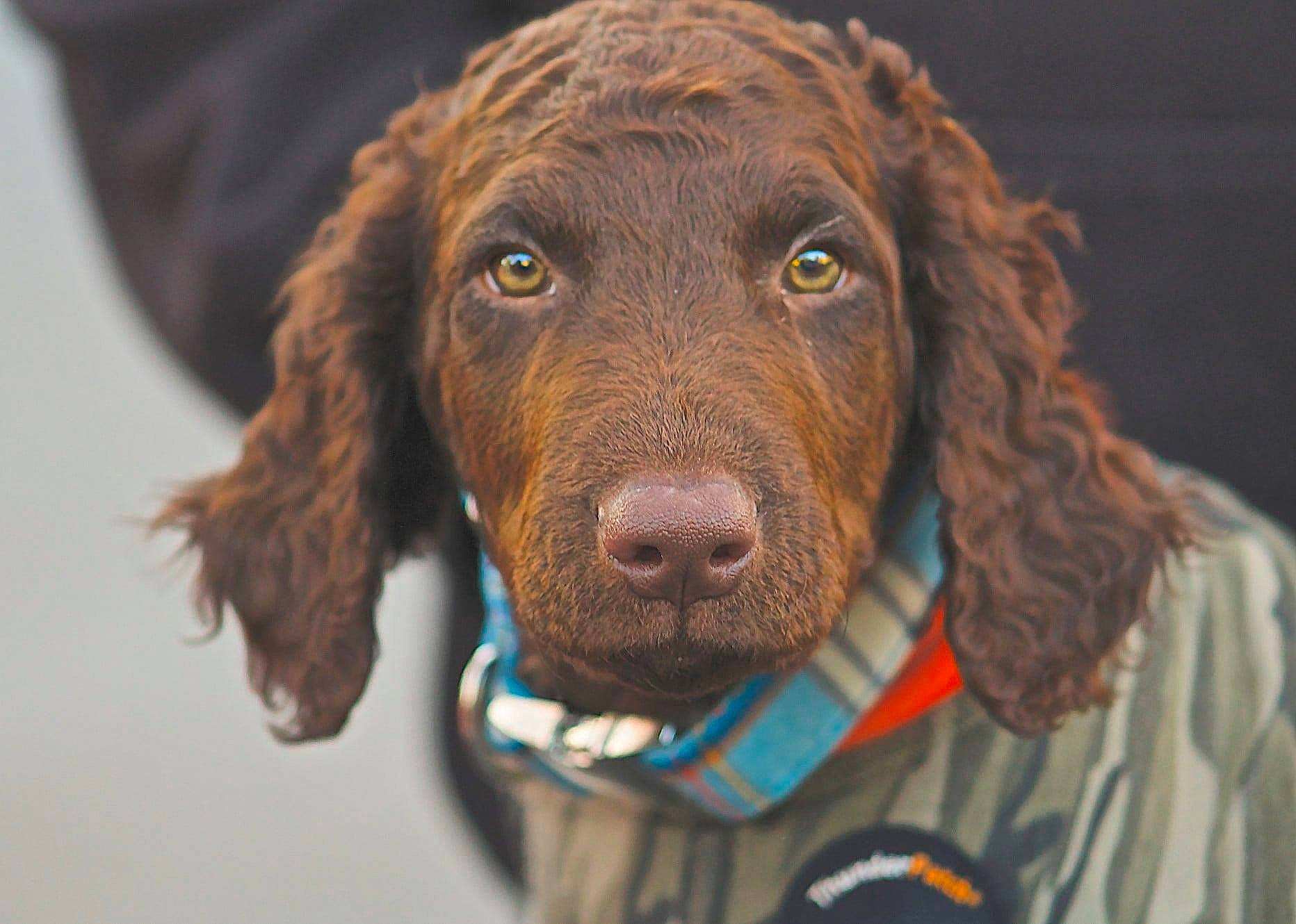 Remington is registered to the contest to win money with this photo: boykin_spaniel, brown, canidae, carnivore, cocker_spaniel, collar, companion_dog, dog, dog_breed, dog_collar, fur, gun_dog, liver, snout, spaniel, sporting_group, teal, vertebrate, water_dog, working_animal