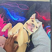 Gucci is registered to the contest to win money with this photo: dog, pet, playing, belly_rub, hand, blanket, colorful, fur, canine, happy, cute, animal, domestic_animal, paw, ears, tongue, lying_down, person, clothing, sweatshirt