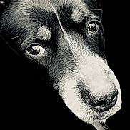 Murphy is registered to the contest to win money with this photo: dog, close_up, black_and_white, portrait, animal, face, fur, nose, ears, whiskers, expression, pet, canine, texture, monochrome, studio, isolated, detail, animal_portrait, looking
