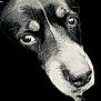 dog, close_up, black_and_white, portrait, animal, face, fur, nose, ears, whiskers, expression, pet, canine, texture, monochrome, studio, isolated, detail, animal_portrait, looking