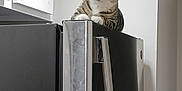 Lizzy And Lylah is registered to the contest to win money with this photo: cat, tabby_cat, refrigerator, kitchen, appliance, indoor, pet, animal, curious, perched, stainless_steel, cabinet, white_wall, claw_clip, domestic_cat, feline, looking_down, household, clean, still_life