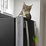 cat, tabby_cat, refrigerator, kitchen, appliance, indoor, pet, animal, curious, perched, stainless_steel, cabinet, white_wall, claw_clip, domestic_cat, feline, looking_down, household, clean, still_life
