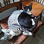 Lizzy And Lylah joined the competition — help win amazing prizes! cat, tabby_cat, tuxedo_cat, wooden_chair, feline, pets, indoor, relaxed, curious, cozy, fur, whiskers, ears, tail, floor, home, companionship, animal, cute, resting