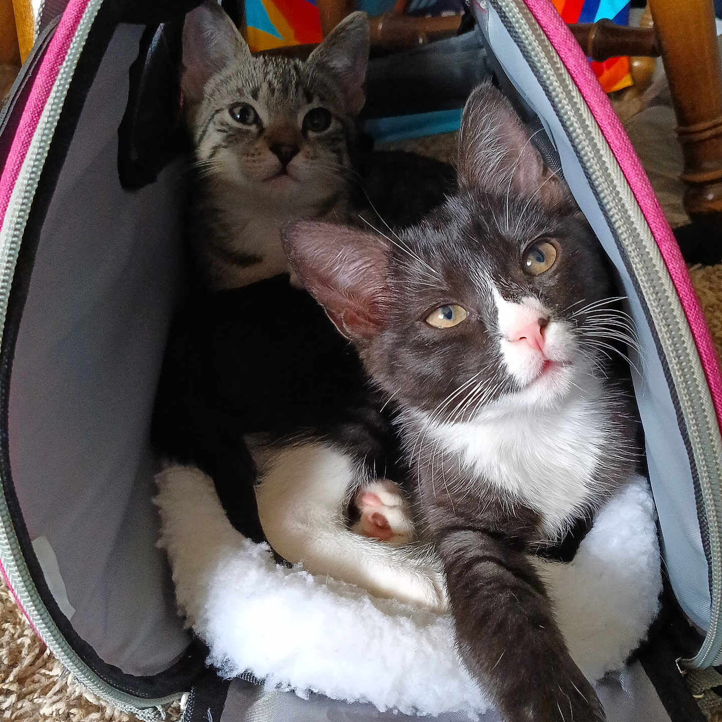 Lizzy And Lylah is registered to the contest to win money with this photo: carpet, cat, colorful_background, companion, cozy, curious, domestic_animal, feline, fur, indoor, kitten, paw, pet, pet_carrier, relaxed, soft_fabric, tabby_cat, tuxedo_cat, whiskers, wooden_chair