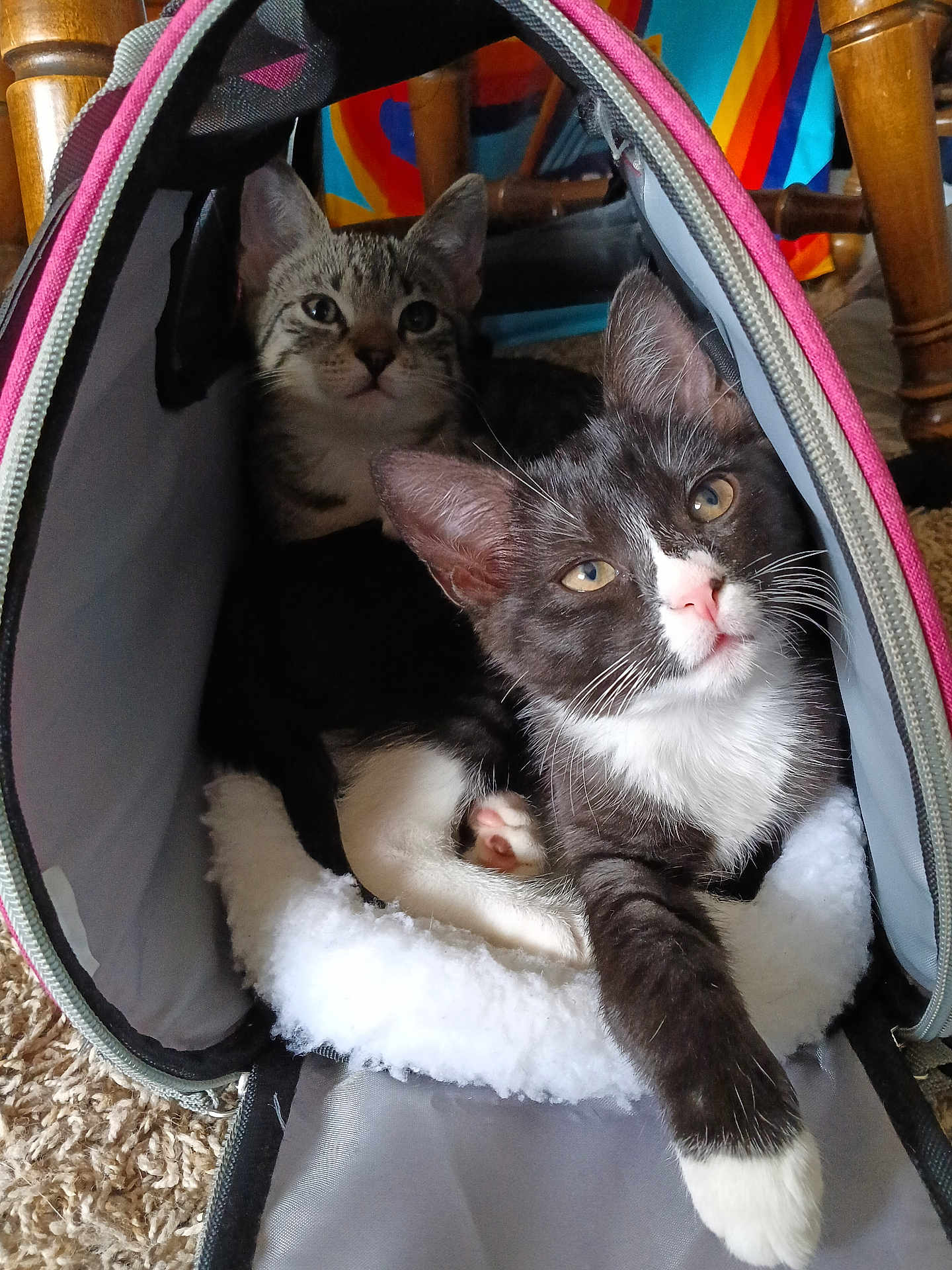 Lizzy And Lylah is registered to the contest to win money with this photo: carpet, cat, colorful_background, companion, cozy, curious, domestic_animal, feline, fur, indoor, kitten, paw, pet, pet_carrier, relaxed, soft_fabric, tabby_cat, tuxedo_cat, whiskers, wooden_chair