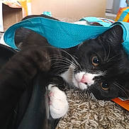 Lizzy And Lylah is registered to the contest to win money with this photo: cat, black_and_white, paw, carpet, fabric_tunnel, playful, indoor, pet, whiskers, close_up, curious, home, animal, feline, cute, young_cat, toy, relaxed, orange_box, colorful