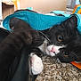 cat, black_and_white, paw, carpet, fabric_tunnel, playful, indoor, pet, whiskers, close_up, curious, home, animal, feline, cute, young_cat, toy, relaxed, orange_box, colorful