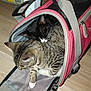 Lizzy And Lylah joined the competition — help win amazing prizes! cat, tabby_cat, black_cat, pet_carrier, indoor, sleeping, cozy, feline, snuggling, animal, domestic_cat, resting, soft_carrier, floor, closeup, two_cats, cute, companion, pet, nap