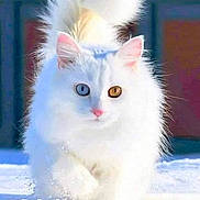 éfé a rejoint le concours — aidez-le/la à gagner de superbes lots ! amber_eye, animal, blue_eye, cat, cute, ears, feline, fluffy_fur, heterochromia, mammal, nature, outdoor, pet, pink_nose, snow, soft_fur, walking, white_cat, wildlife, winter