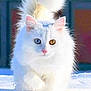 amber_eye, animal, blue_eye, cat, cute, ears, feline, fluffy_fur, heterochromia, mammal, nature, outdoor, pet, pink_nose, snow, soft_fur, walking, white_cat, wildlife, winter