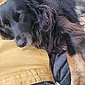 Tia participe au concours pour gagner de l'argent avec cette photo : dog, black_dog, pet, fur, resting, close_up, brown_eyes, canine, indoors, relaxed, casual, yellow_pants, human, companion, cozy, comfort, animal, laying_down, portrait, soft_fur