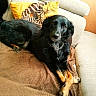 dog, black_dog, tan_paws, sofa, couch, blanket, pillows, zebra_pattern, yellow_pillow, indoor, pet, relaxed, cozy, furniture, canine, resting, domestic_animal, fur, living_room, animal