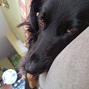 Tia participe au concours pour gagner de l'argent avec cette photo : dog, black_dog, pet, close_up, resting, indoor, furniture, fan, sleepy, relaxed, animal, canine, nose, fur, head, portrait, brown_eyes, couch, soft_light, whiskers