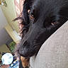 dog, black_dog, pet, close_up, resting, indoor, furniture, fan, sleepy, relaxed, animal, canine, nose, fur, head, portrait, brown_eyes, couch, soft_light, whiskers