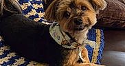 Raskal joined the competition — help win amazing prizes! dog, small_dog, pet, bandana, blanket, knitted_blanket, couch, leather_couch, brown_pillow, indoor, cute, smiling, fur, ears, face, paw, resting, cozy, home, relaxed