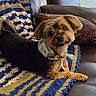 dog, small_dog, pet, bandana, blanket, knitted_blanket, couch, leather_couch, brown_pillow, indoor, cute, smiling, fur, ears, face, paw, resting, cozy, home, relaxed