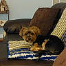Raskal joined the competition — help win amazing prizes! dog, yorkshire_terrier, small_dog, pet, animal, fluffy, long_hair, brown_fur, black_fur, face, eyes, nose, sitting, lying_down, couch, blanket, cushion, indoors, living_room, portrait