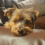 Raskal joined the competition — help win amazing prizes! dog, terrier, small_dog, scruffy_fur, brown_fur, black_nose, brown_eyes, floppy_ears, resting, lying_down, chin_on_couch, close_up, portrait, indoor, home, couch, leather_furniture, blanket, cozy, pet