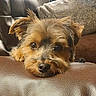 dog, terrier, small_dog, scruffy_fur, brown_fur, black_nose, brown_eyes, floppy_ears, resting, lying_down, chin_on_couch, close_up, portrait, indoor, home, couch, leather_furniture, blanket, cozy, pet