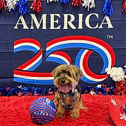 Raskal joined the competition — help win amazing prizes! dog, small_dog, patriotic, red_carpet, soccer_ball, beads, bandana, celebration, america, anniversary, decorations, festive, tongue_out, cute, pet, indoor, colorful, holiday, happy, portrait