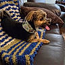 Raskal is registered to the contest to win money with this photo: dog, small_dog, pet, canine, bandana, tongue_out, sitting, lounging, couch, leather, blanket, crochet, blue, gold, living_room, furniture, indoor, portrait, relaxed, happy