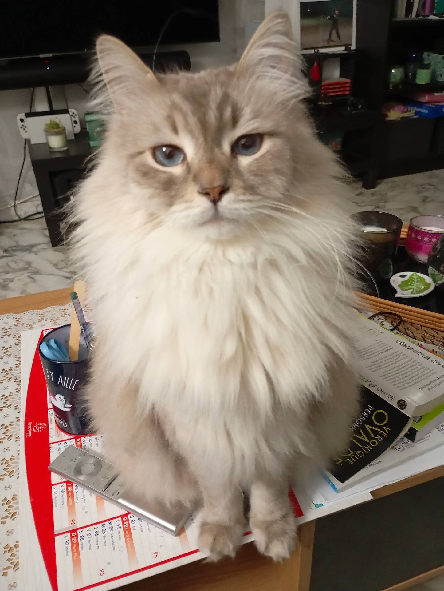 Atonnerre a rejoint le concours — aidez-le/la à gagner de superbes lots ! angora, animal, cat, computerhardware, cup, electronics, furniture, hardware, medication, monitor, person, pet, pill, plant, plate, screen, shelf, table, text, wood