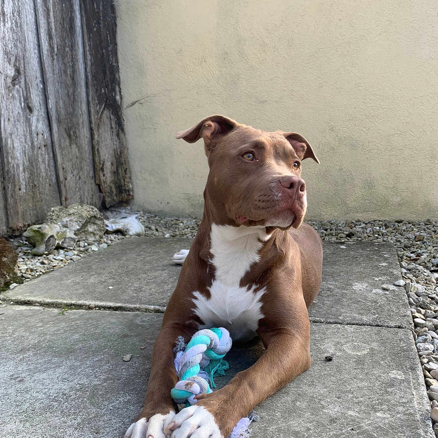 Voice participe au concours pour gagner de l'argent avec cette photo : alert, animal, background, brown, canine, concrete, dog, ears, fur, outdoor, patio, paws, pet, relaxed, resting, rope_toy, snout, stone, toy, white