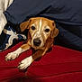 dog, brown_dog, white_paws, couch, red_couch, blanket, navy_blue_blanket, indoor, pet, animal, resting, furniture, cozy, canine, fur, ears, face, snout, home, relaxed