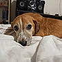 dog, pet, brown, white, blanket, indoor, resting, canine, fur, ears, face, portrait, bedroom, shelving, speaker, relaxed, looking, closeup, comfort, home