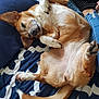 dog, bed, blanket, paw, tail, fur, sleepy, relaxed, person, jeans, striped_shirt, indoor, cozy, pattern, blue, white, nail, closeup, resting, casual