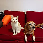 Nala a rejoint le concours — aidez-le/la à gagner de superbes lots ! cat, dog, couch, red_couch, pet, animal, indoor, domestic_animal, feline, canine, sitting, looking, fur, friendship, blanket, pillow, relaxing, companion, household, cozy