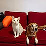 cat, dog, couch, red_couch, pet, animal, indoor, domestic_animal, feline, canine, sitting, looking, fur, friendship, blanket, pillow, relaxing, companion, household, cozy