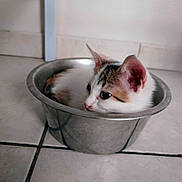 Akira participe au concours pour gagner de l'argent avec cette photo : kitten, cat, metal_bowl, floor, tile_floor, indoor, pet, animal, resting, curious, white_cat, brown_spots, small, cute, domestic_cat, closeup, feline, ears, whiskers, side_view