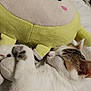 Akira a rejoint le concours — aidez-le/la à gagner de superbes lots ! cat, sleeping, plush_toy, soft_texture, white_fur, striped_cat, cute, cozy, bed, resting, close_up, indoor, pet, animal, adorable, comfort, relaxation, stuffed_animal, cuddling, peaceful