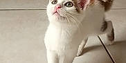 Akira participe au concours pour gagner de l'argent avec cette photo : kitten, cat, white_cat, curious, walking, indoor, tile_floor, young_cat, pet, animal, whiskers, pink_nose, ears, tail, feline, domestic_cat, cute, small_cat, looking_up, floor