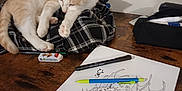 Hermès participe au concours pour gagner de l'argent avec cette photo : cat, sleeping, plaid_shirt, wooden_table, drawing, pen, artwork, clock, dragon, sketch, stationery, eraser, black_pouch, relaxation, indoor, creamy_fur, white_fur, resting, creative_space, casual