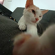 Hermès a rejoint le concours — aidez-le/la à gagner de superbes lots ! cat, paw, close_up, indoor, couch, feline, pet, white_cat, orange_cat, fur, animal, relaxed, blurred, playful, home, soft, resting, paw_reaching, cute, domestic_cat