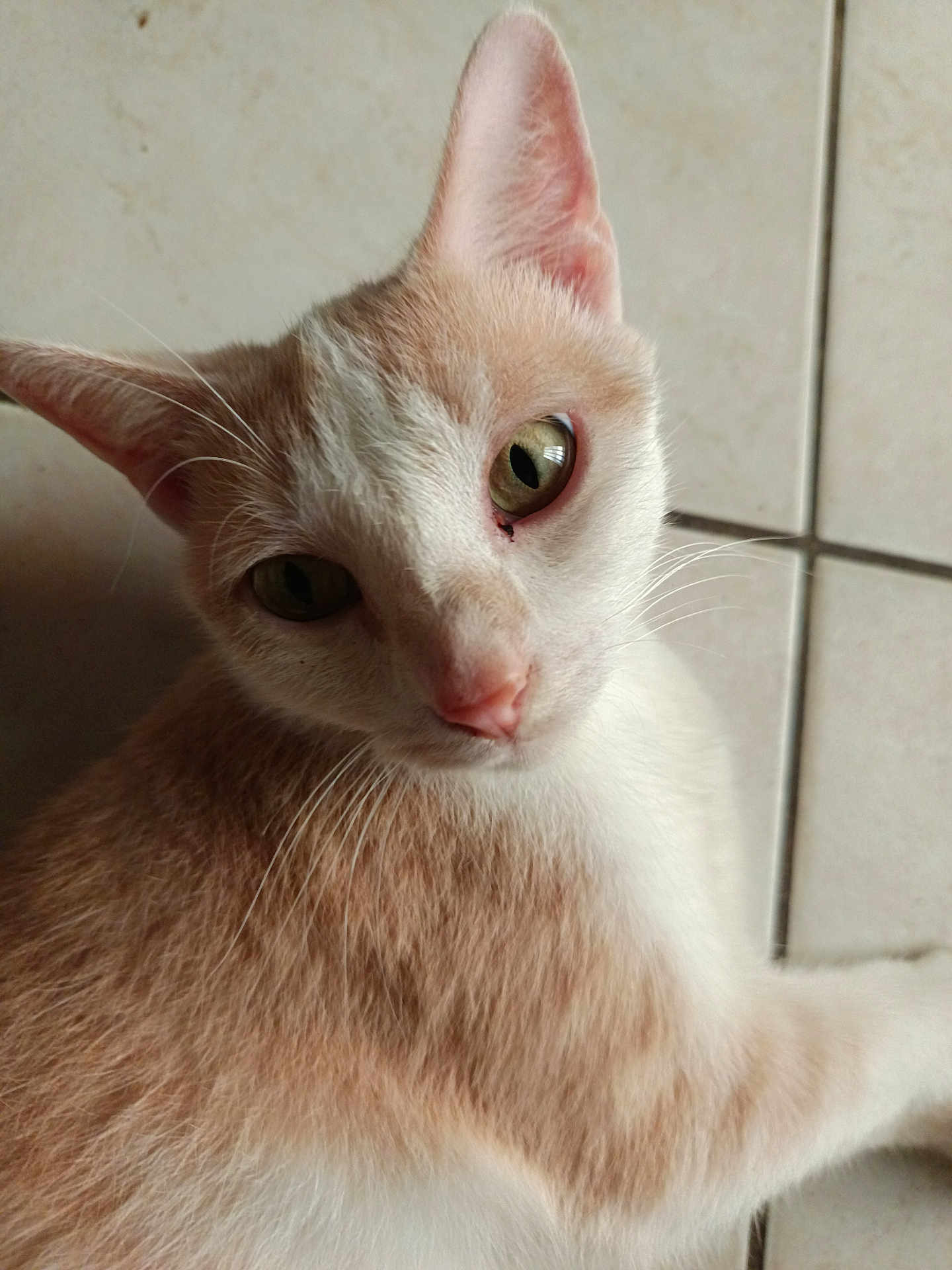Hermès participe au concours pour gagner de l'argent avec cette photo : cat, close_up, pet, animal, fur, whiskers, ears, eyes, pink_nose, floor, tile, light_brown, white, curious, domestic_cat, indoor, portrait, cute, feline, soft_light
