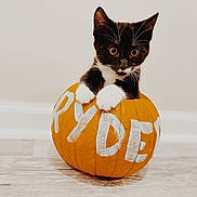 Ryder joined the competition — help win amazing prizes! animal, blackcat, cat, citrusfruit, festival, food, fruit, halloween, hardwood, kitten, manx, orange, pet, plant, produce, pumpkin, squash, text, vegetable, wood