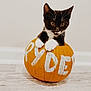 animal, blackcat, cat, citrusfruit, festival, food, fruit, halloween, hardwood, kitten, manx, orange, pet, plant, produce, pumpkin, squash, text, vegetable, wood