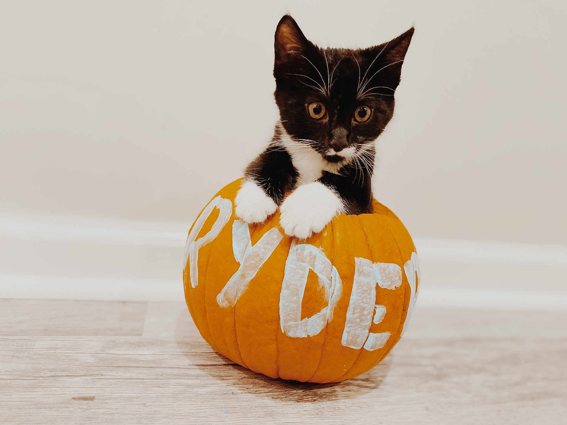 Ryder joined the competition — help win amazing prizes! animal, blackcat, cat, citrusfruit, festival, food, fruit, halloween, hardwood, kitten, manx, orange, pet, plant, produce, pumpkin, squash, text, vegetable, wood