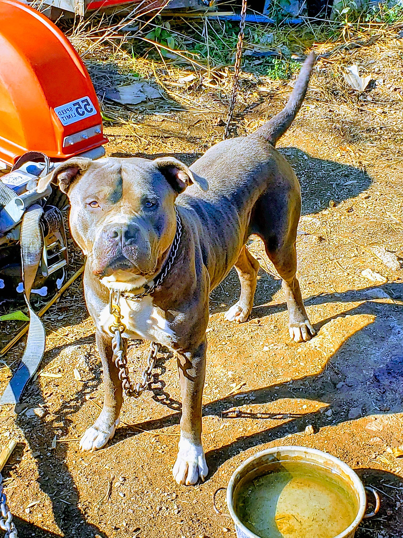 Gordo joined the competition — help win amazing prizes! adventure, canidae, carnivore, chair, circle, collar, companion_dog, dog, dog_breed, dog_collar, dog_supply, fawn, leash, pet_supply, serveware, snout, soil, sporting_group, working_animal, working_dog