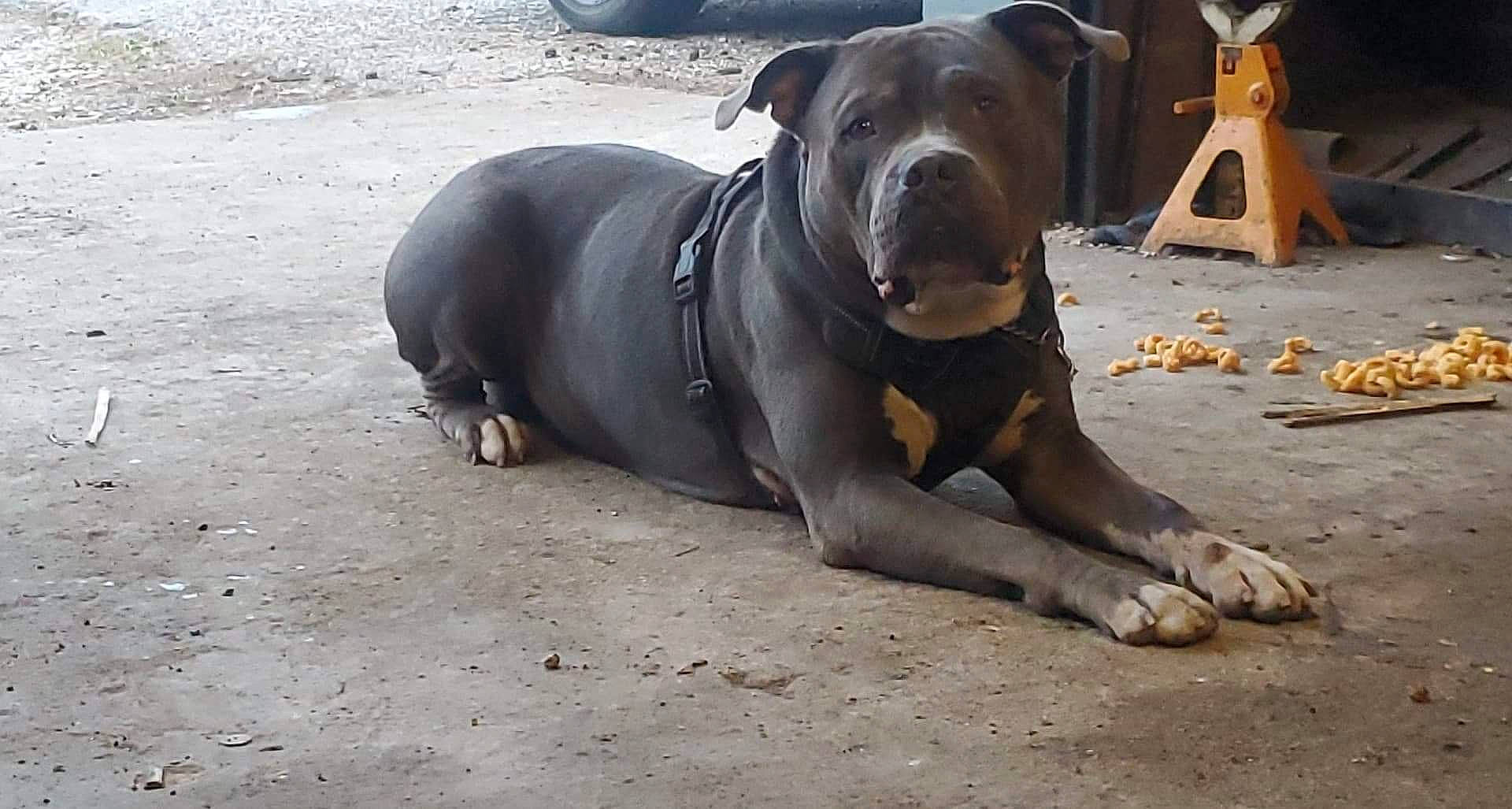 Gordo is registered to the contest to win money with this photo: beach, canidae, carnivore, collar, companion_dog, dog, dog_breed, dog_collar, dog_supply, fawn, guard_dog, non_sporting_group, pet_supply, road_surface, sporting_group, terrestrial_animal, working_animal, working_dog